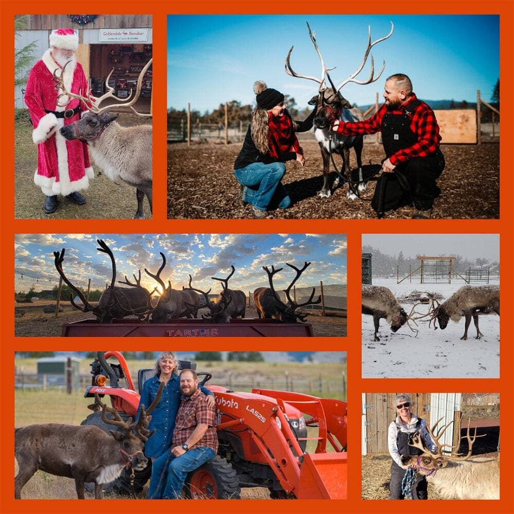 Goldendale-Reindeer.jpg