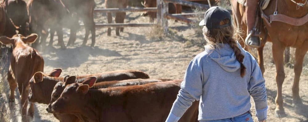 Mollie with cattle