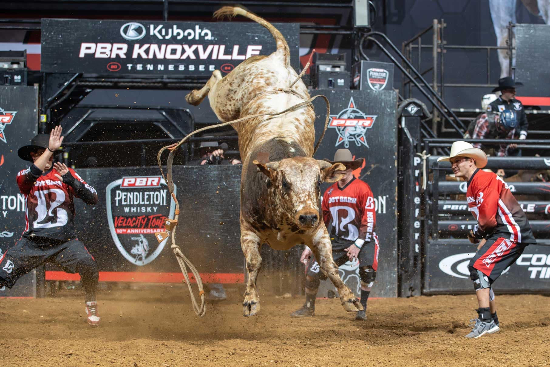 PBR Bull