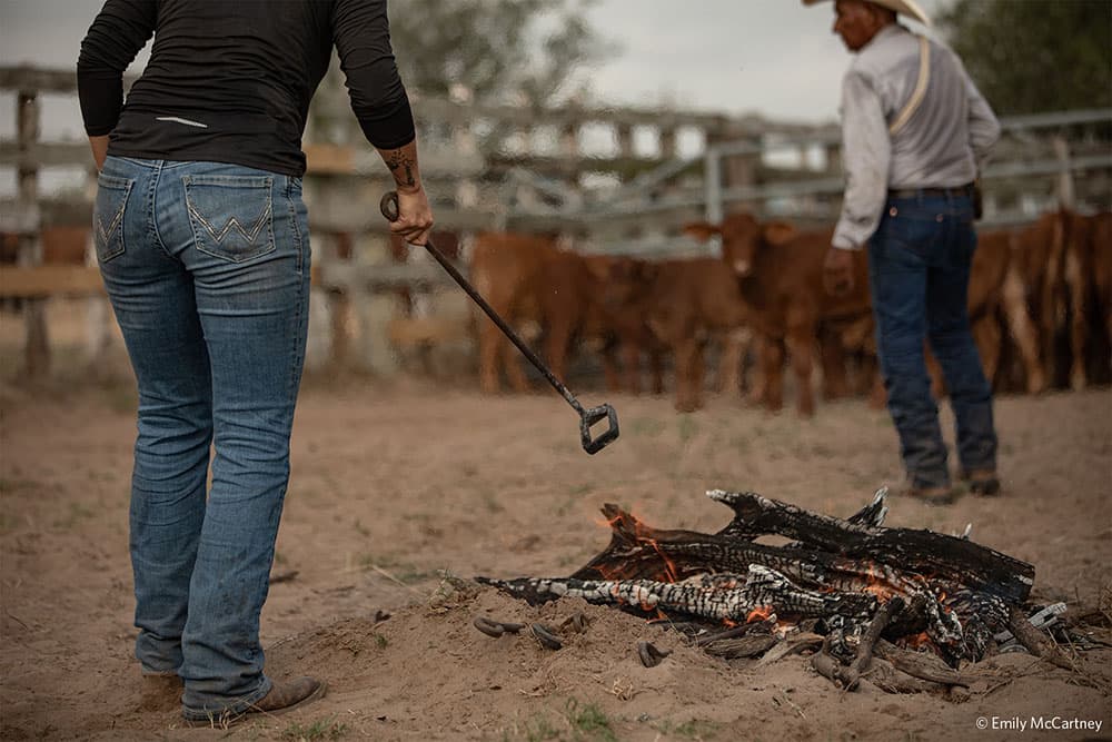 Cattle Branding with Molli