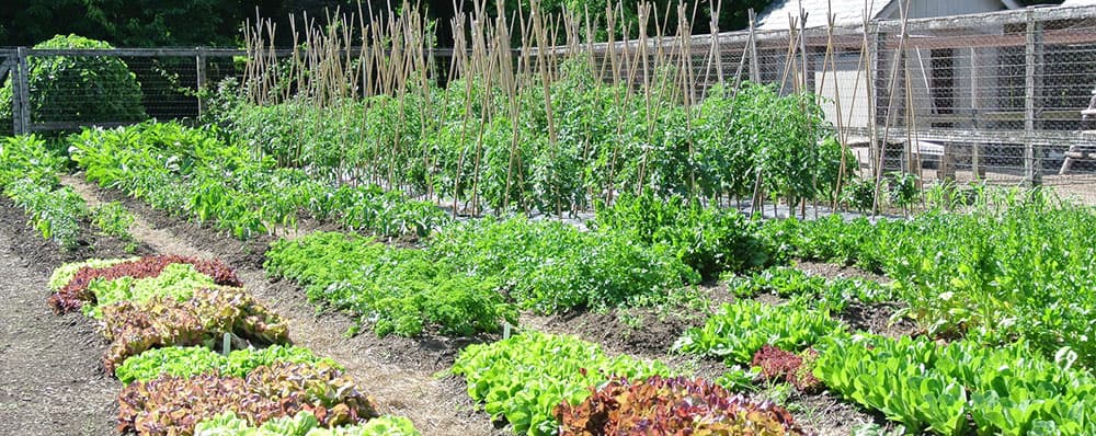 Growing Vegetables with Martha Stewart